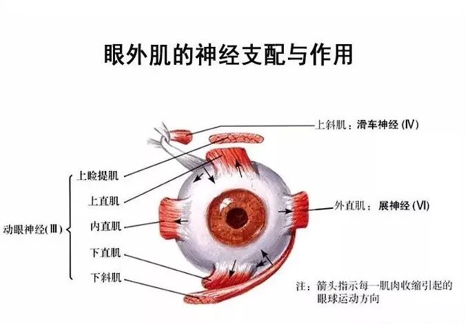 眼肌及其支配的神经-11