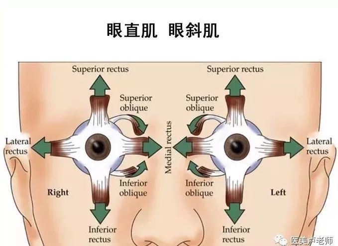 眼肌及其支配的神经-13