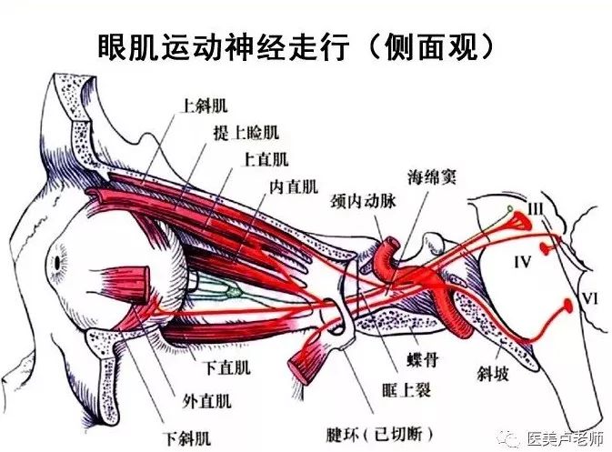 眼肌及其支配的神经-15