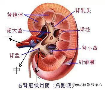 肾门三结构的解剖关系