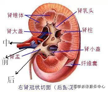 肾门三结构的解剖关系