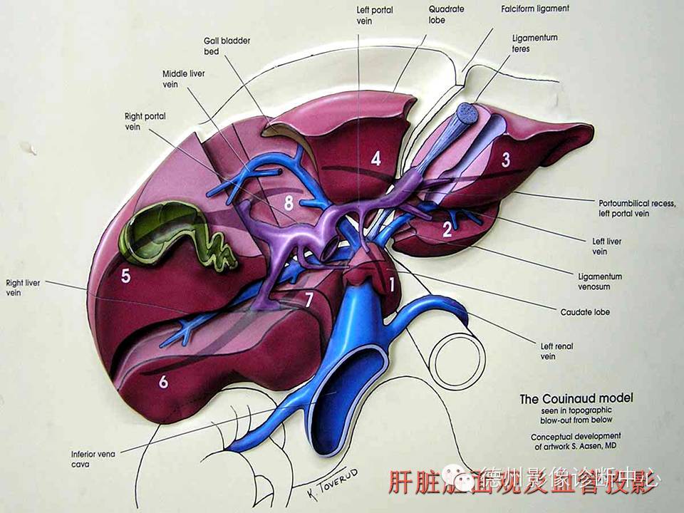 肝脏8段分法的影像学解剖