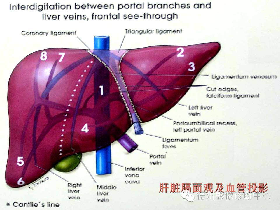 肝脏8段分法的影像学解剖