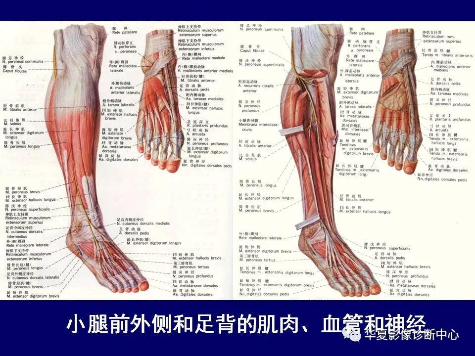 【PPT】下肢的断层解剖-60