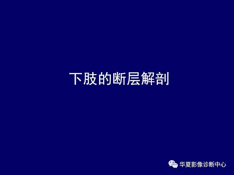 下肢的断层解剖