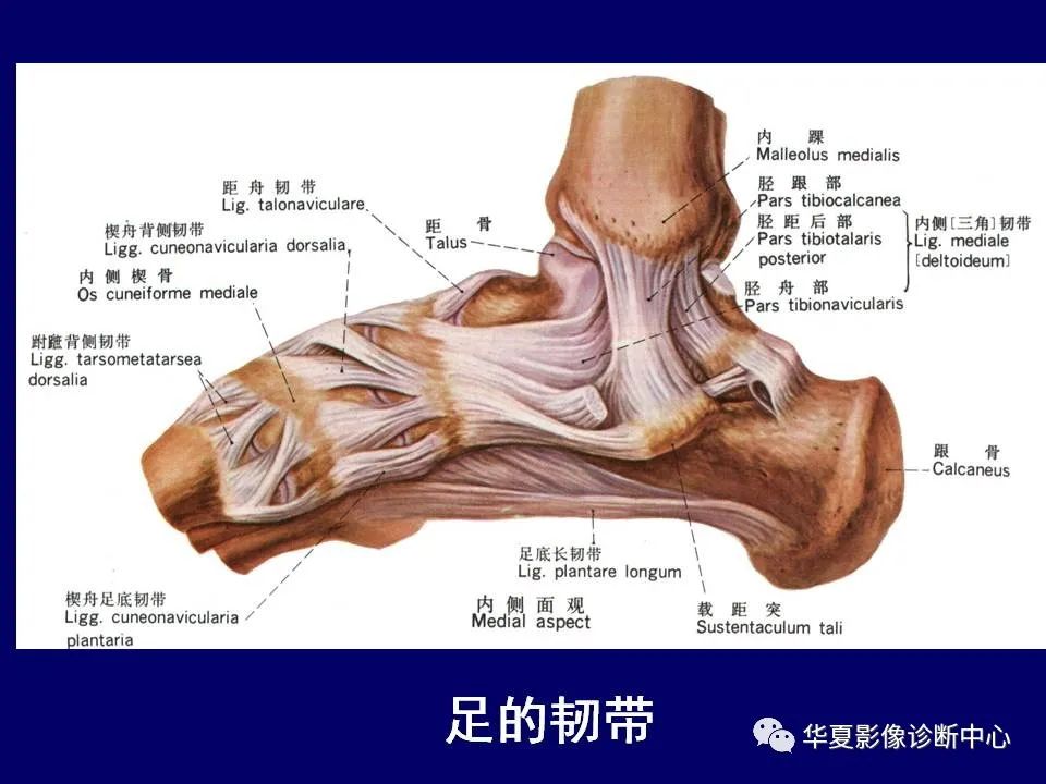【PPT】下肢的断层解剖-67