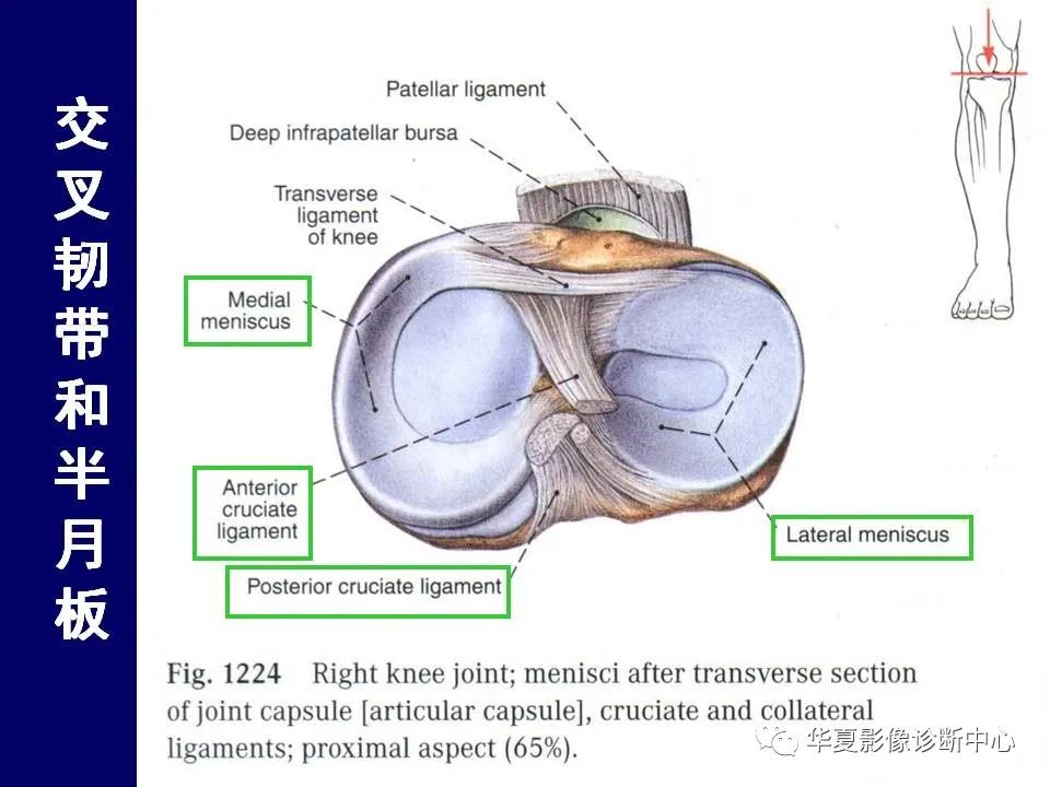 【PPT】下肢的断层解剖-46