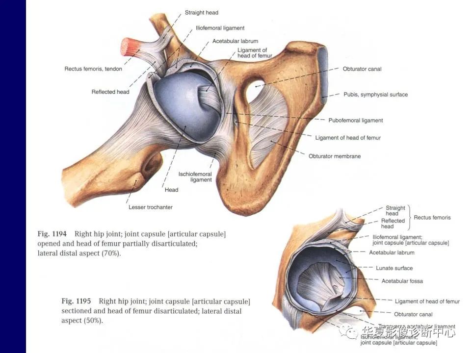 【PPT】下肢的断层解剖-8