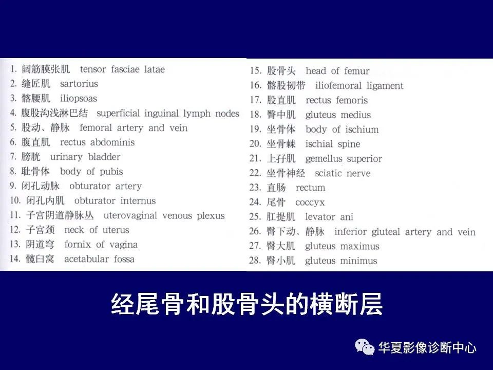 【PPT】下肢的断层解剖-20