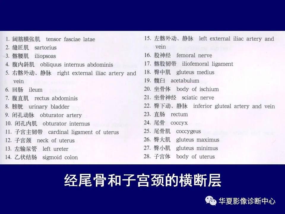 【PPT】下肢的断层解剖-16
