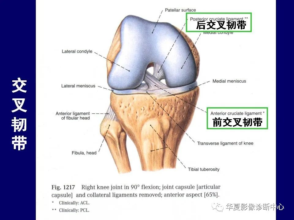 【PPT】下肢的断层解剖-45