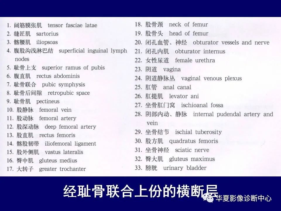 【PPT】下肢的断层解剖-28