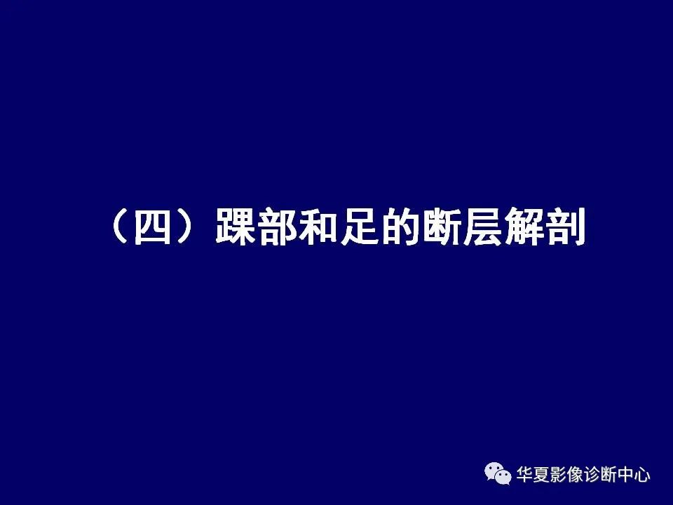【PPT】下肢的断层解剖-65