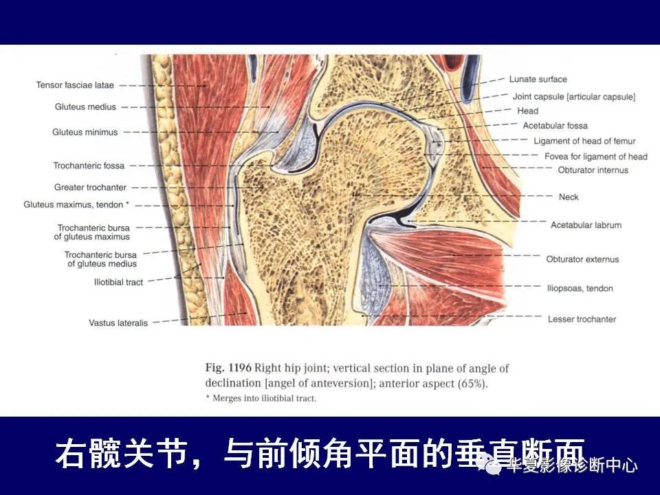 【PPT】下肢的断层解剖-10