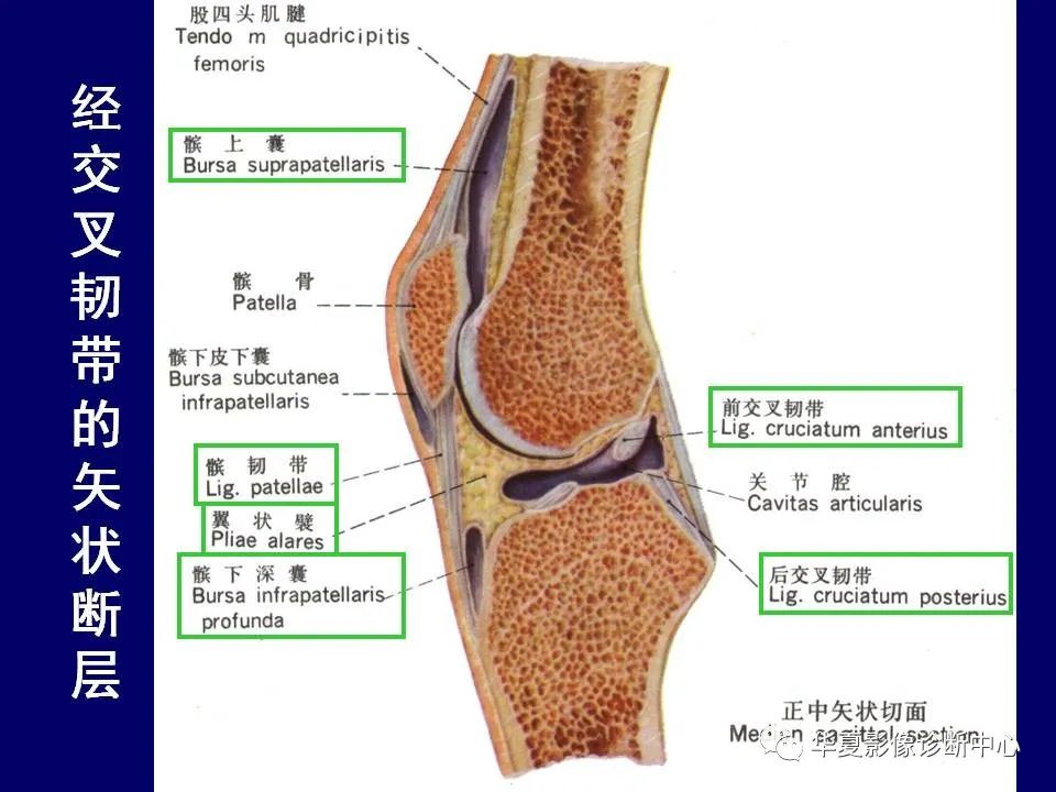 【PPT】下肢的断层解剖-49