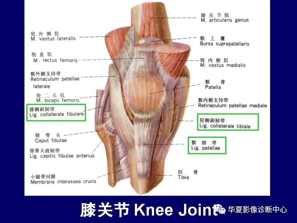 【PPT】下肢的断层解剖-43