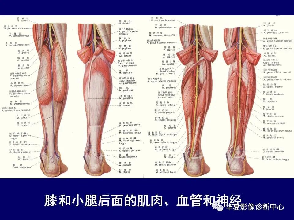 【PPT】下肢的断层解剖-61