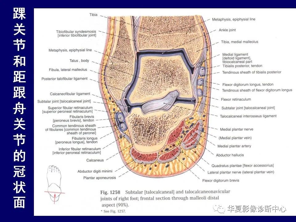 【PPT】下肢的断层解剖-69