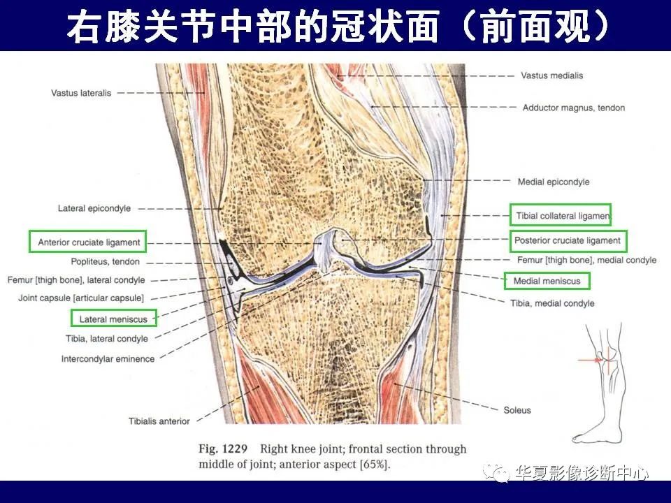 【PPT】下肢的断层解剖-56