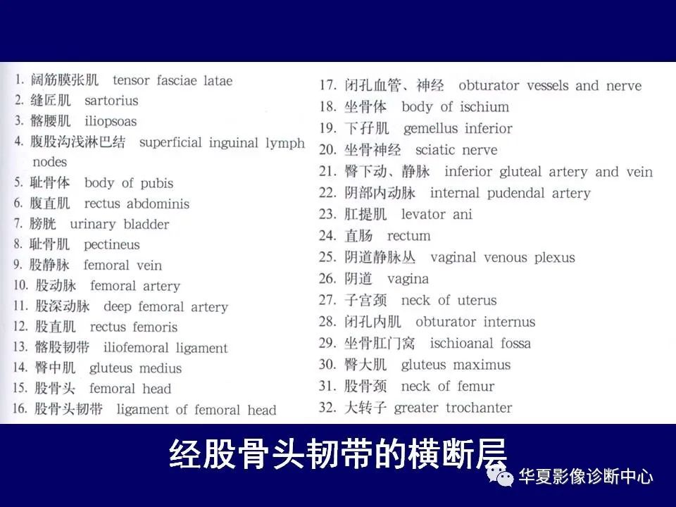 【PPT】下肢的断层解剖-24