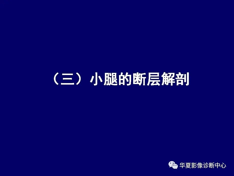【PPT】下肢的断层解剖-59
