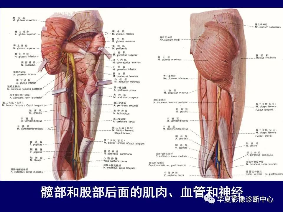 【PPT】下肢的断层解剖-12
