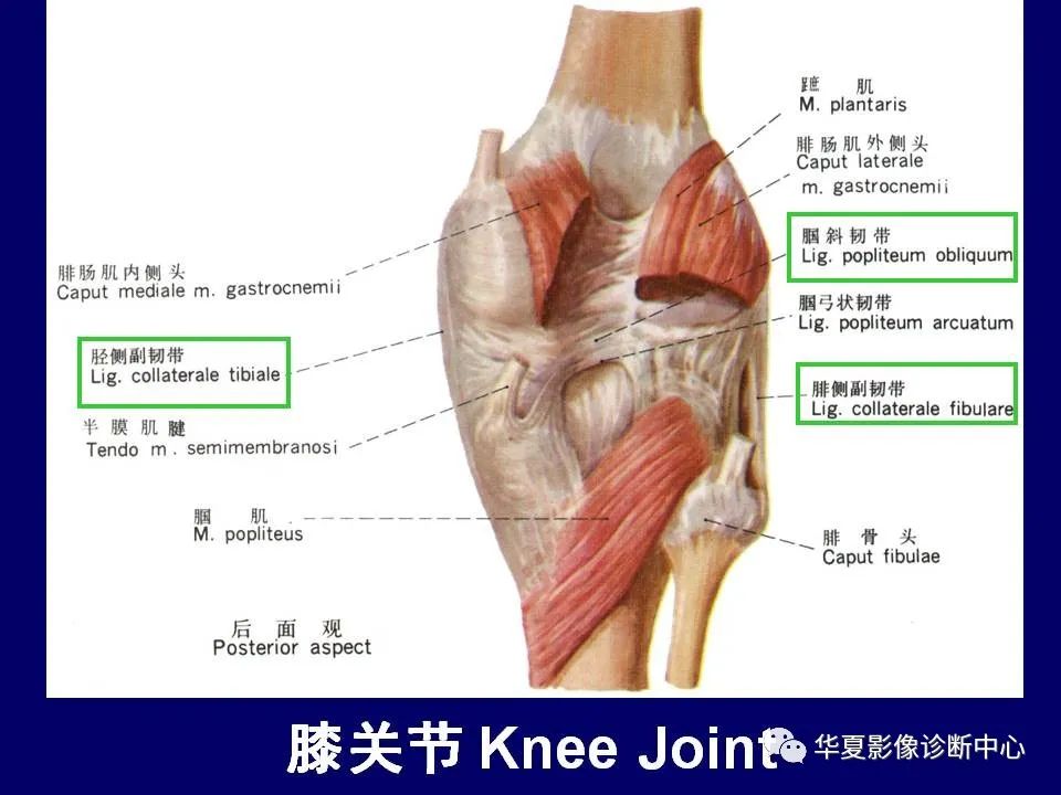 【PPT】下肢的断层解剖-44