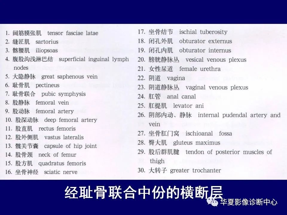 【PPT】下肢的断层解剖-32