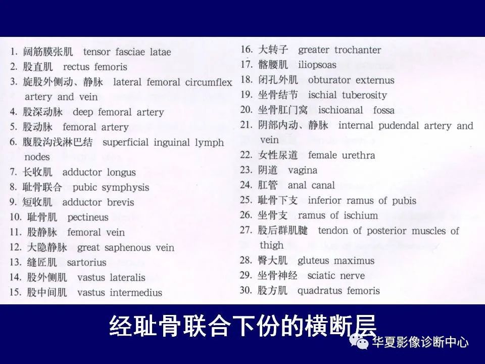 【PPT】下肢的断层解剖-36