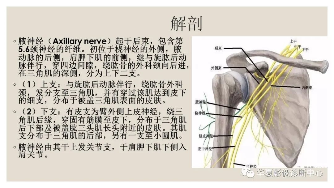 【PPT】四边孔综合征-4