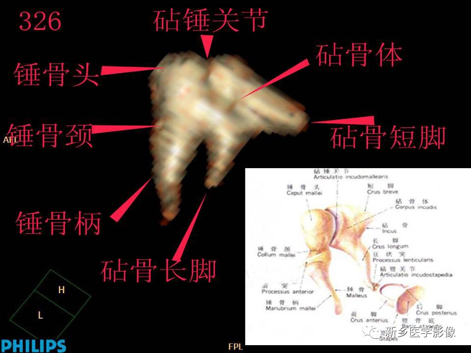 耳部详细解剖纯手工标注