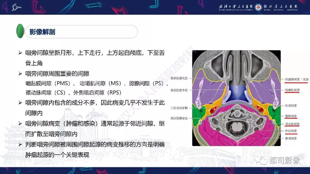 【PPT】咽旁间隙解剖及病变影像诊断
