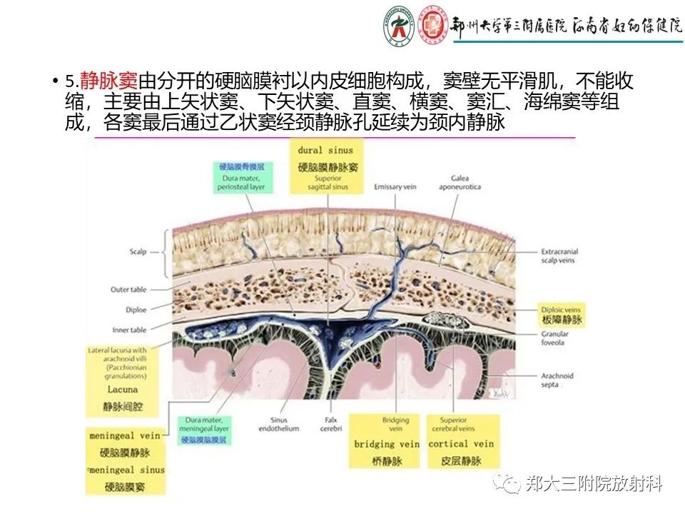 【PPT】静脉窦血栓的影像诊断及误区
