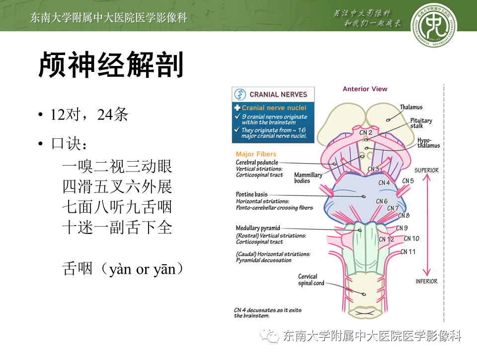 【PPT】颅神经原发肿瘤