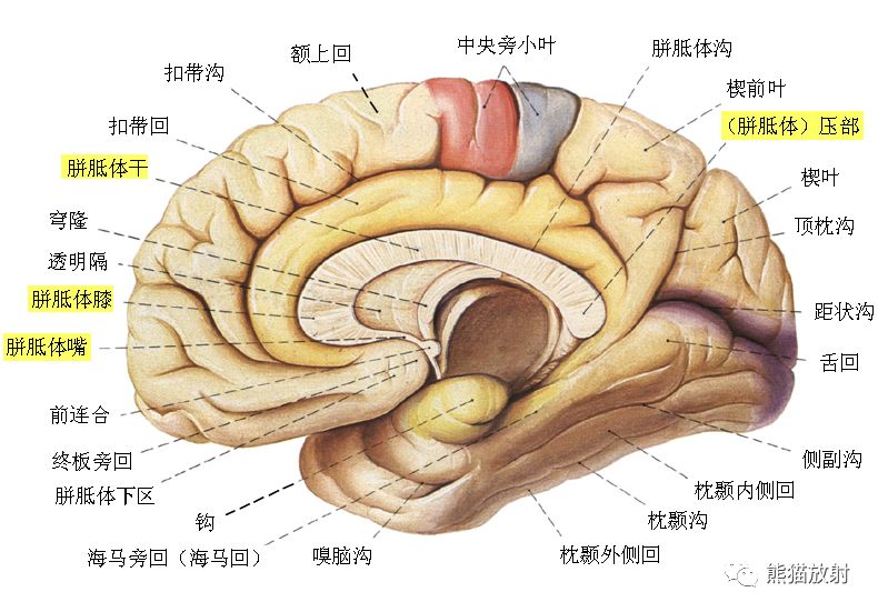 胎儿胼胝体发育不全