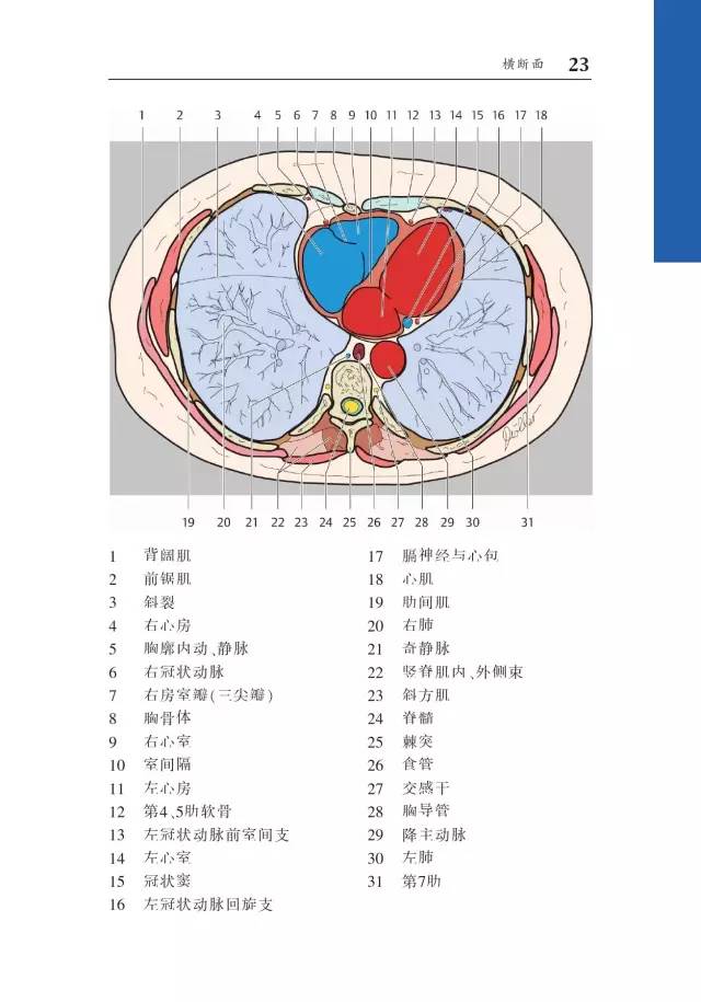 胸部CT袖珍断层解剖图谱