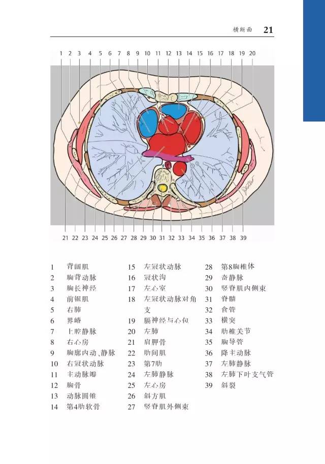 胸部CT袖珍断层解剖图谱