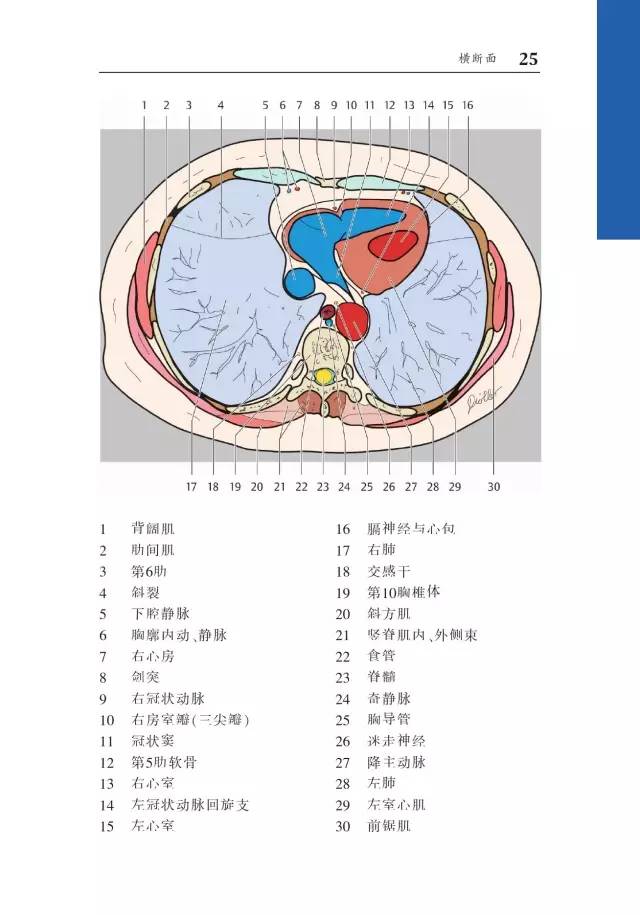胸部CT袖珍断层解剖图谱