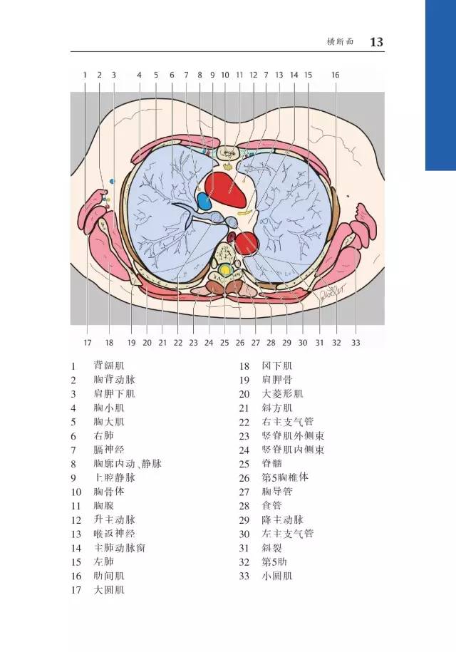 胸部CT袖珍断层解剖图谱