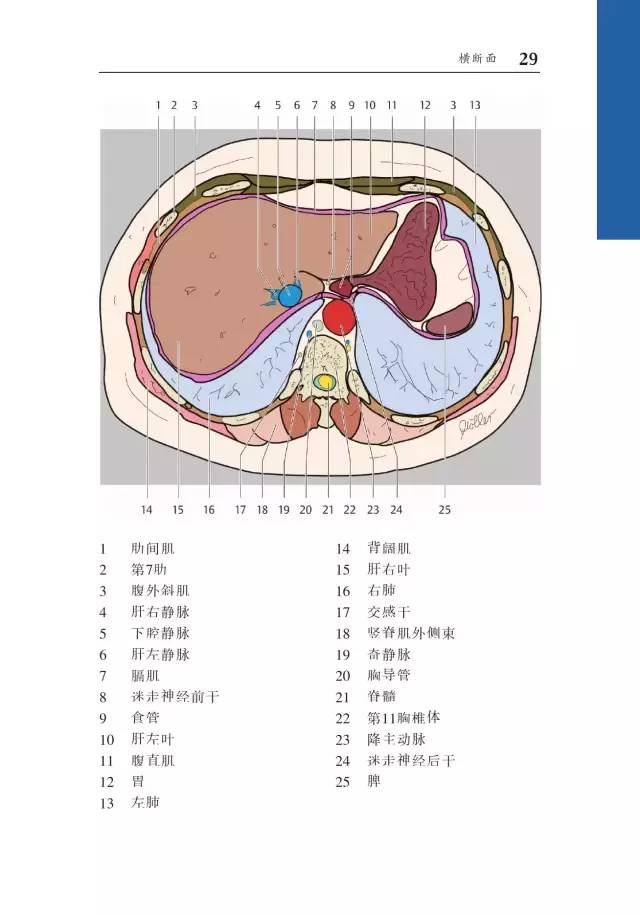 胸部CT袖珍断层解剖图谱