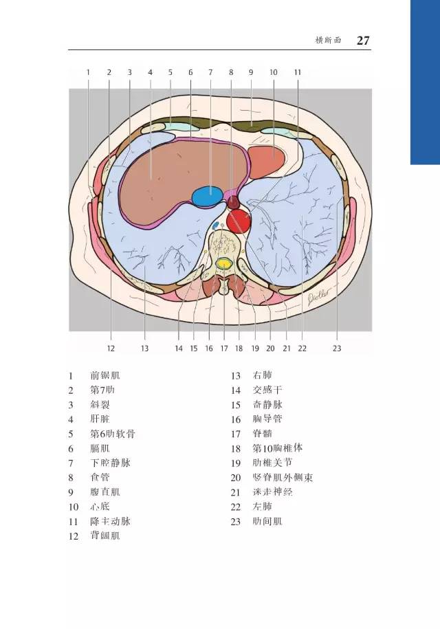胸部CT袖珍断层解剖图谱