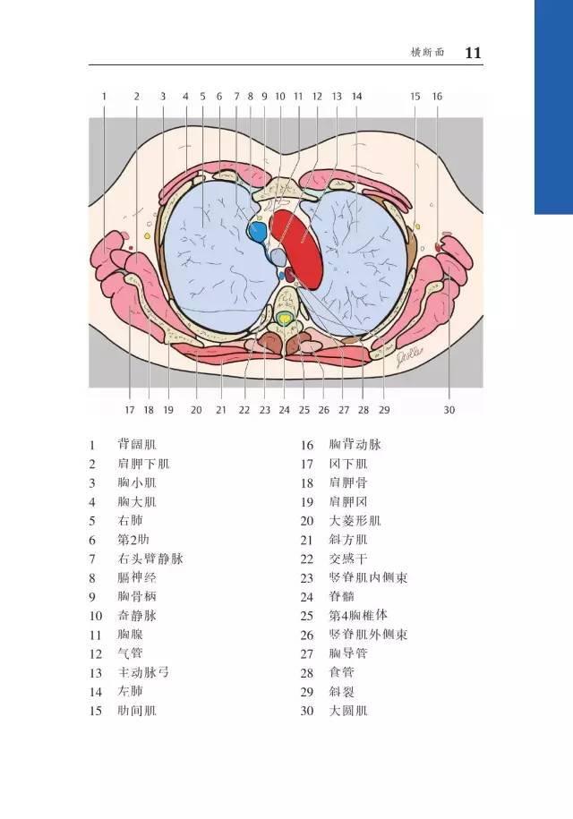胸部CT袖珍断层解剖图谱
