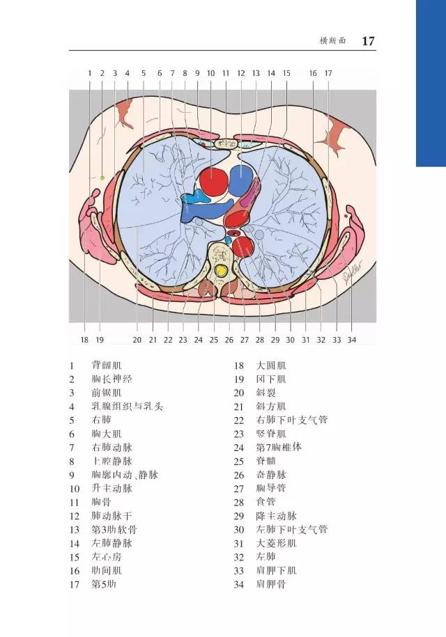 胸部CT袖珍断层解剖图谱