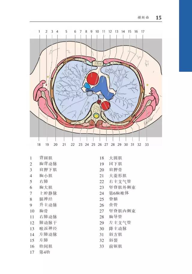 胸部CT袖珍断层解剖图谱