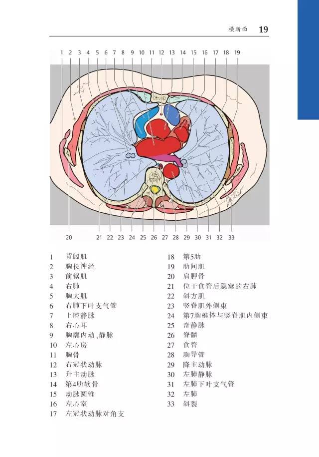胸部CT袖珍断层解剖图谱
