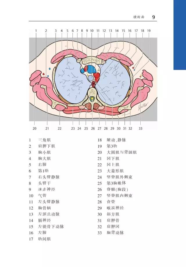 胸部CT袖珍断层解剖图谱