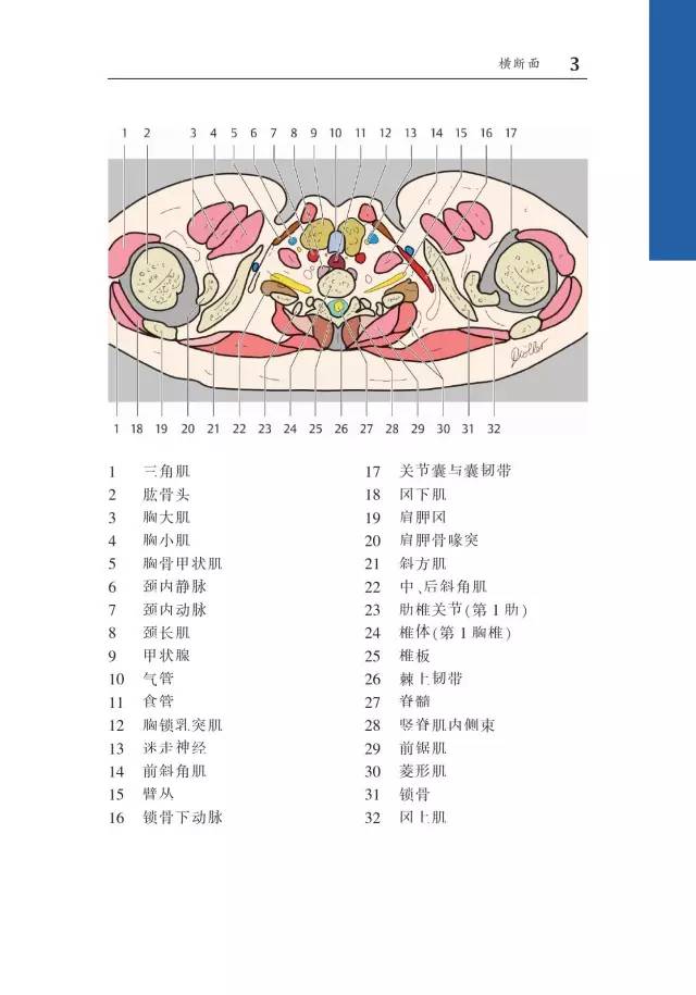胸部CT袖珍断层解剖图谱
