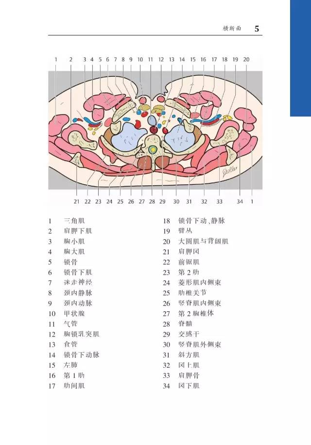 胸部CT袖珍断层解剖图谱