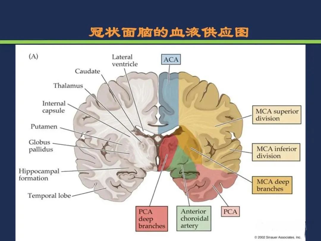 从梗死部位推测责任血管：脑血管解剖-9