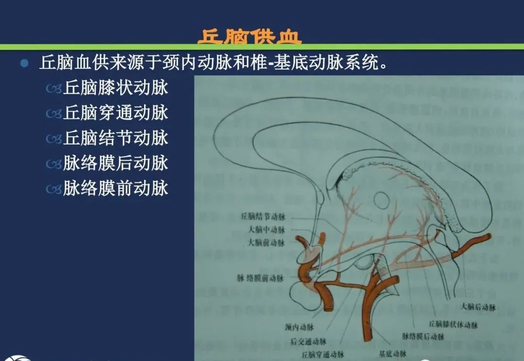 从梗死部位推测责任血管：脑血管解剖-98